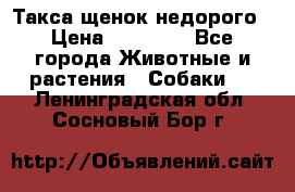 Такса щенок недорого › Цена ­ 15 000 - Все города Животные и растения » Собаки   . Ленинградская обл.,Сосновый Бор г.